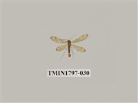 藏品(昆蟲綱)的圖片